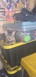 Found/Stray Unknown Cat last seen Western and Cerritos, Stanton, CA 90680