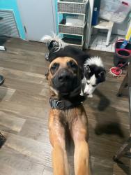 Found/Stray Male Dog last seen 29th St, Coral Terrace, FL 33155