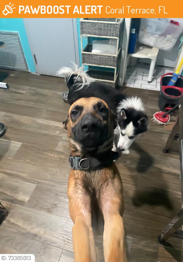 Found/Stray Male Dog last seen 29th St, Coral Terrace, FL 33155
