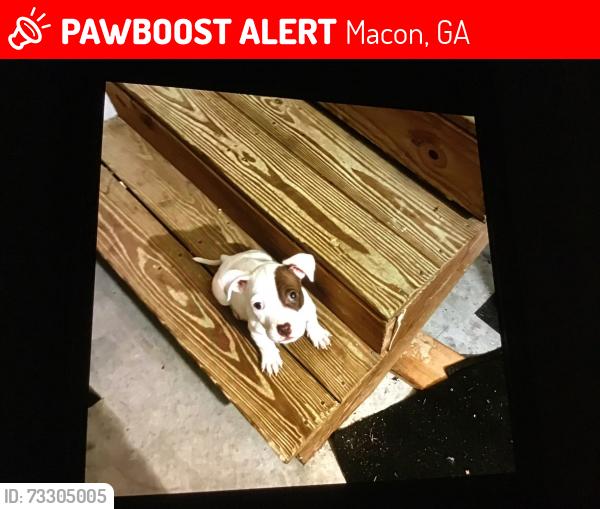 Lost Male Dog last seen Highway 57, Macon, GA 31217
