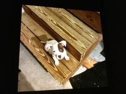 Lost Male Dog last seen Highway 57, Macon, GA 31217