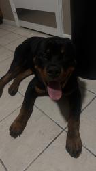 Reunited Male Dog last seen Baker Cypress, Autumn Flowers Dr, Katy, TX 77449