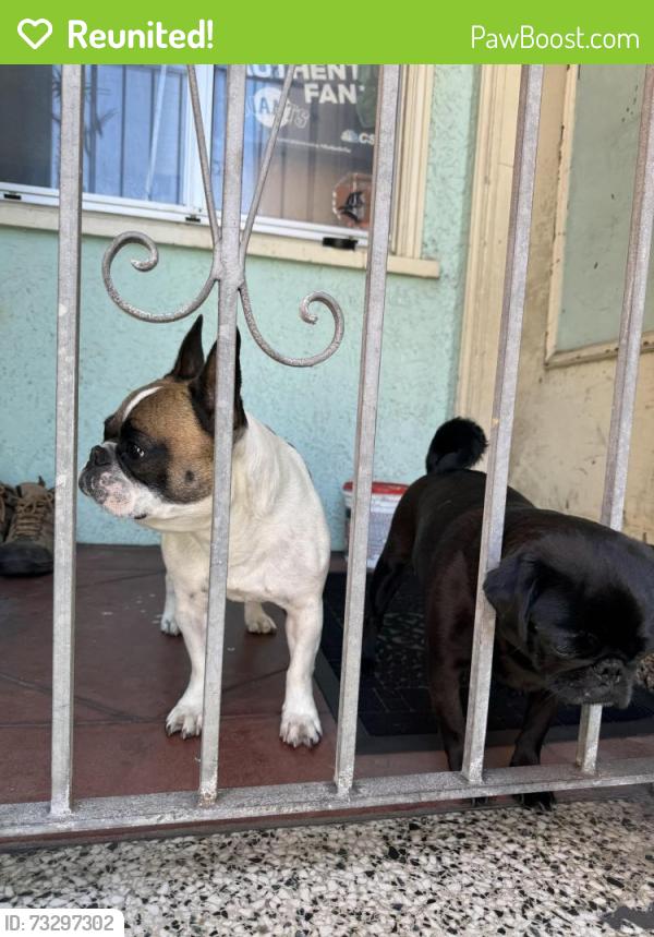 Reunited Male Dog last seen Farragut Ave and Alemany Blvd, San Francisco, CA 94112