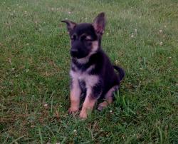 Lost Female Dog last seen Bbh bar, Richmond, KY 40475