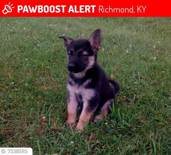 Lost Female Dog last seen Bbh bar, Richmond, KY 40475