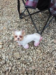 Reunited Female Dog last seen Fraser Hwy and 232 st langley,bc, Langley Township, BC V2Z 2R3