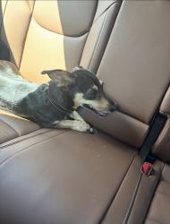 Found/Stray Male Dog last seen 79th and Sheridan, Tulsa, OK 74136