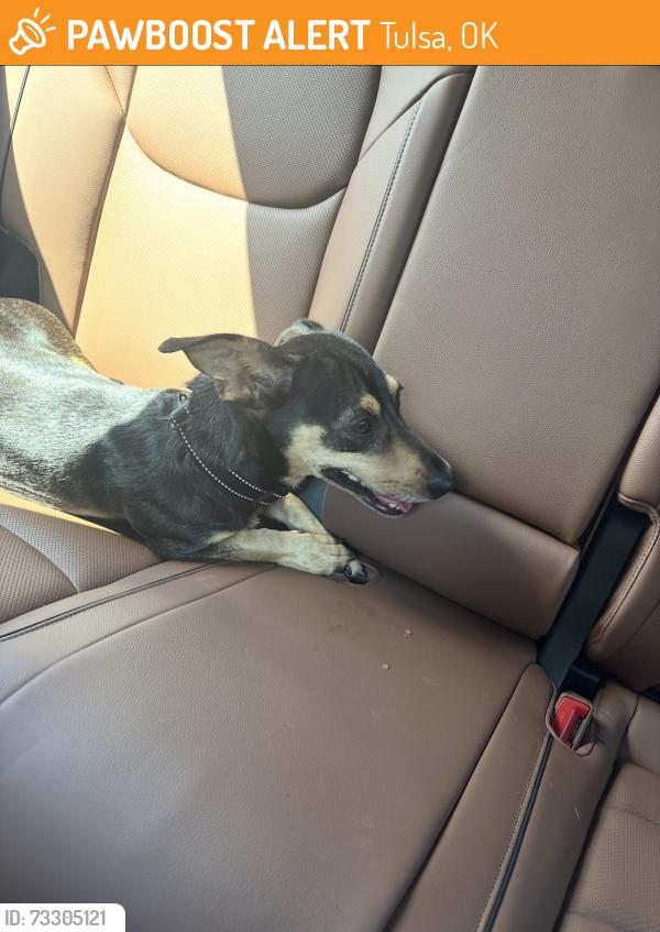 Found/Stray Male Dog last seen 79th and Sheridan, Tulsa, OK 74136
