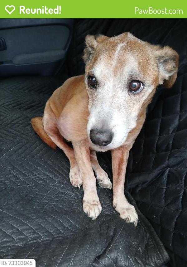 Reunited Male Dog last seen Near off ramp, San Ramon, CA 94583