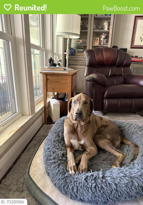 Reunited Female Dog last seen Lirocchi/Oneal/Wedgewood/South Harrells Ferry Area, Baton Rouge, LA 70816