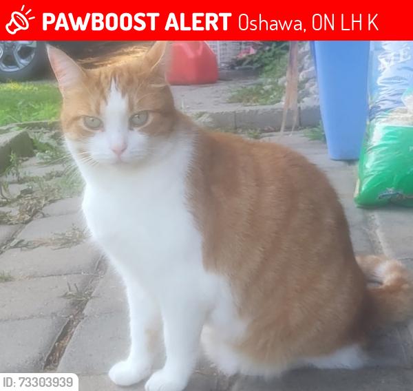 Lost Male Cat last seen Bathe Park, 298 Eulalie Avenue, Oshawa, Oshawa, ON L1H 1K6