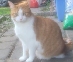 Lost Male Cat last seen Bathe Park, 298 Eulalie Avenue, Oshawa, Oshawa, ON L1H 1K6