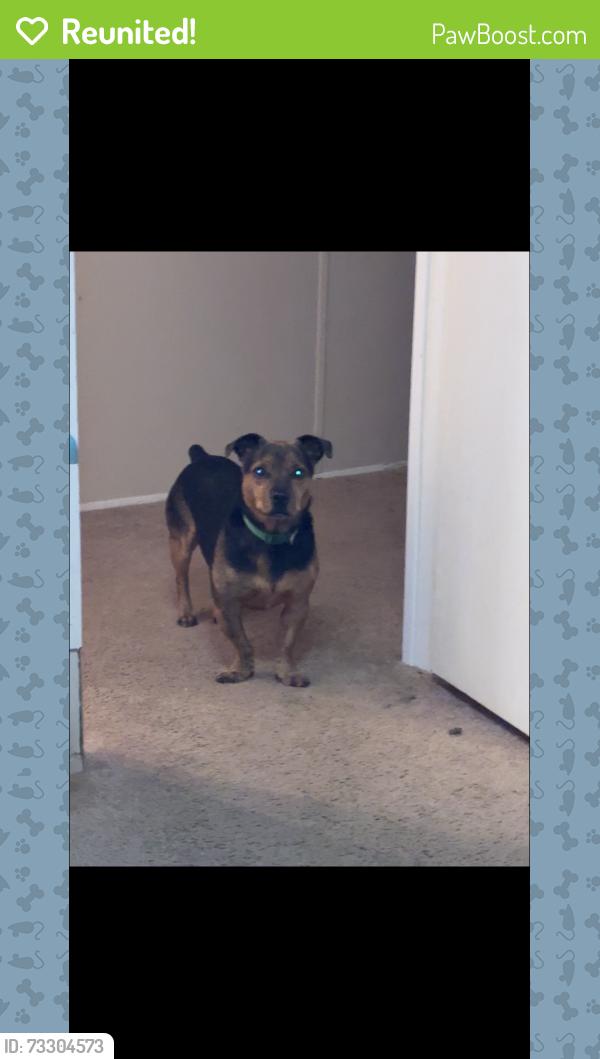Reunited Male Dog last seen Bethlehem church rd, Grover, NC 28073