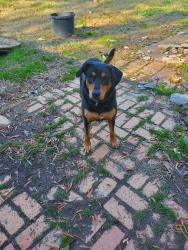 Reunited Female Dog last seen Kingsridge WoodGreen lane, Lakeland, TN 38002