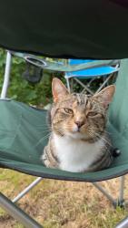 Lost Male Cat last seen Hunter’s Moon, West Midlands, England B36 8BQ