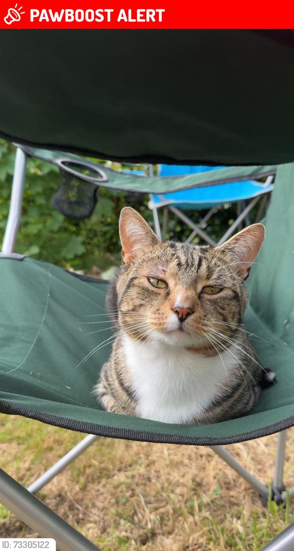 Lost Male Cat last seen Hunter’s Moon, West Midlands, England B36 8BQ