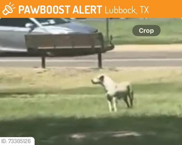 Found/Stray Female Dog last seen RAWLS COLLEGE, Lubbock, TX 79409