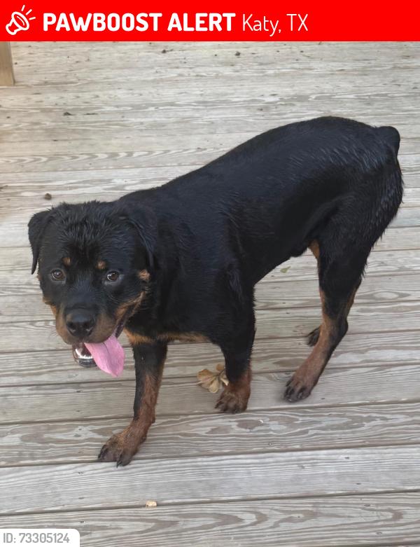 Lost Male Dog last seen Near autumn flowers dr, Katy, TX 77449