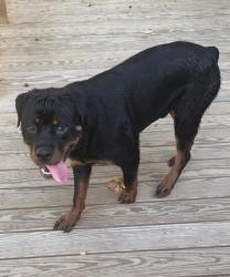 Lost Male Dog last seen Near autumn flowers dr, Katy, TX 77449