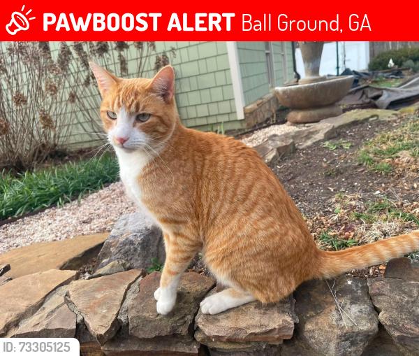 Lost Male Cat last seen At home, Ball Ground, GA 30107