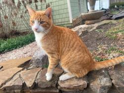 Lost Male Cat last seen At home, Ball Ground, GA 30107