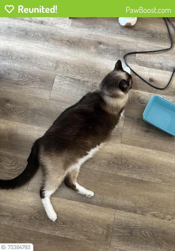 Reunited Male Cat last seen Sorrento apartmentz, League City, TX 77573