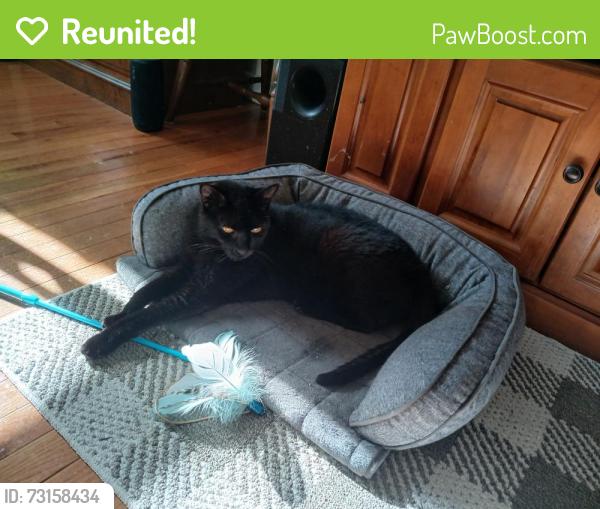 Reunited Male Cat last seen ELM St and Pleasant St, Worcester, MA 01609
