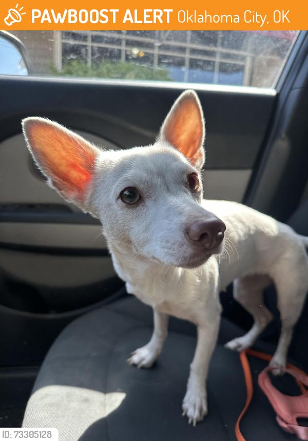 Found/Stray Female Dog last seen SW 59th and Santa Fe Avenue, OKC, Oklahoma City, OK 73139