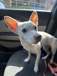 Found/Stray Female Dog last seen SW 59th and Santa Fe Avenue, OKC, Oklahoma City, OK 73139