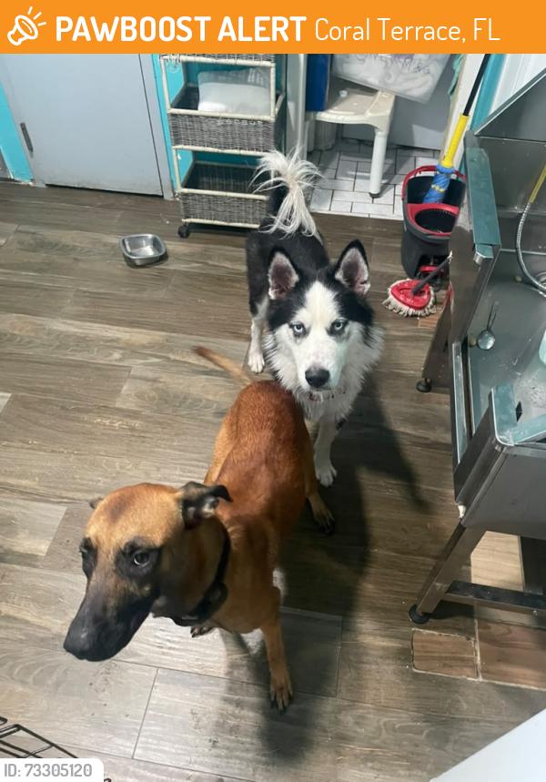 Found/Stray Male Dog last seen Ludlam and 29th, Coral Terrace, FL 33155