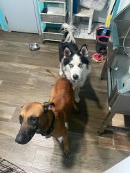 Found/Stray Male Dog last seen Ludlam and 29th, Coral Terrace, FL 33155