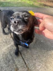 Lost Female Dog last seen Melody lane Rome ga, Rome, GA 30165