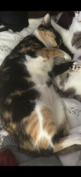 Lost Female Cat last seen Near NW 12th ct, Sunrise, FL 33323