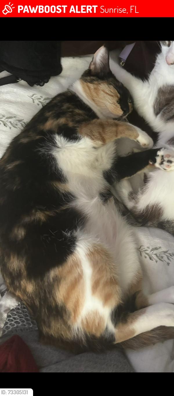 Lost Female Cat last seen Near NW 12th ct, Sunrise, FL 33323