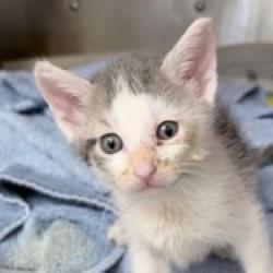 Shelter Stray Male Cat last seen Near Thomas Dr #314, Sun Prairie, Town of, WI, 5132 Voges Rd, Madison, WI 53718, USA