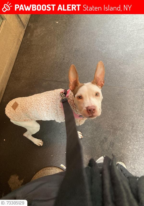 Lost Female Dog last seen Lockman place, Staten Island, NY 10303