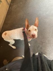 Lost Female Dog last seen Lockman place, Staten Island, NY 10303