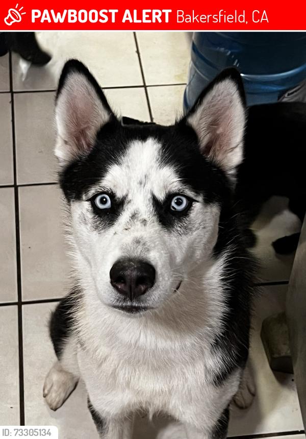 Lost Female Dog last seen Adidas ave, Bakersfield, CA 93313