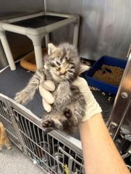 Shelter Stray Female Cat last seen Near wallace st, Dover,, 1639 Old Airport Rd, New Bern, NC 28562, USA