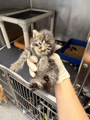 Shelter Stray Female Cat last seen Near wallace st, Dover,, 1639 Old Airport Rd, New Bern, NC 28562, USA