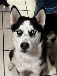Lost Female Dog last seen Adidas ave, Bakersfield, CA 93313