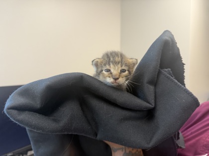 Shelter Stray Female Cat last seen Galloway Ave- Highland St, 75149, TX, 1650 Gross Rd, Mesquite, TX 75149, USA