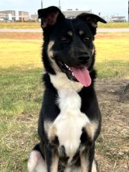 Shelter Stray Female Dog last seen Near Blk of Arroyo, District 2 - West Cleburne,, 2375 Service Dr, Cleburne, TX 76033, USA