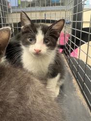 Shelter Stray Male Cat last seen Near N Anglin, District 3 - East Cleburne, TX, 2375 Service Dr, Cleburne, TX 76033, USA