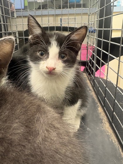 Shelter Stray Male Cat last seen Near N Anglin, District 3 - East Cleburne, TX, 2375 Service Dr, Cleburne, TX 76033, USA