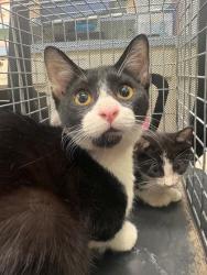 Shelter Stray Male Cat last seen Near N Anglin, District 3 - East Cleburne, TX, 2375 Service Dr, Cleburne, TX 76033, USA