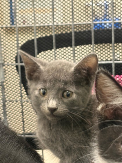 Shelter Stray Male Cat last seen Near N Anglin, District 3 - East Cleburne, TX, 2375 Service Dr, Cleburne, TX 76033, USA