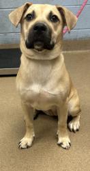 Shelter Stray Female Dog last seen Near N Royal Atlanta Dr, Tucker, GA 30084, 30084, GA, 3280 Chamblee Dunwoody Rd, Chamblee, GA 30341, USA