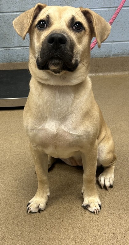 Shelter Stray Female Dog last seen Near N Royal Atlanta Dr, Tucker, GA 30084, 30084, GA, 3280 Chamblee Dunwoody Rd, Chamblee, GA 30341, USA