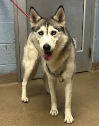 Shelter Stray Female Dog last seen Near Chamblee Dunwoody Rd. Chamblee, GA 30341, 30341, GA, 3280 Chamblee Dunwoody Rd, Chamblee, GA 30341, USA